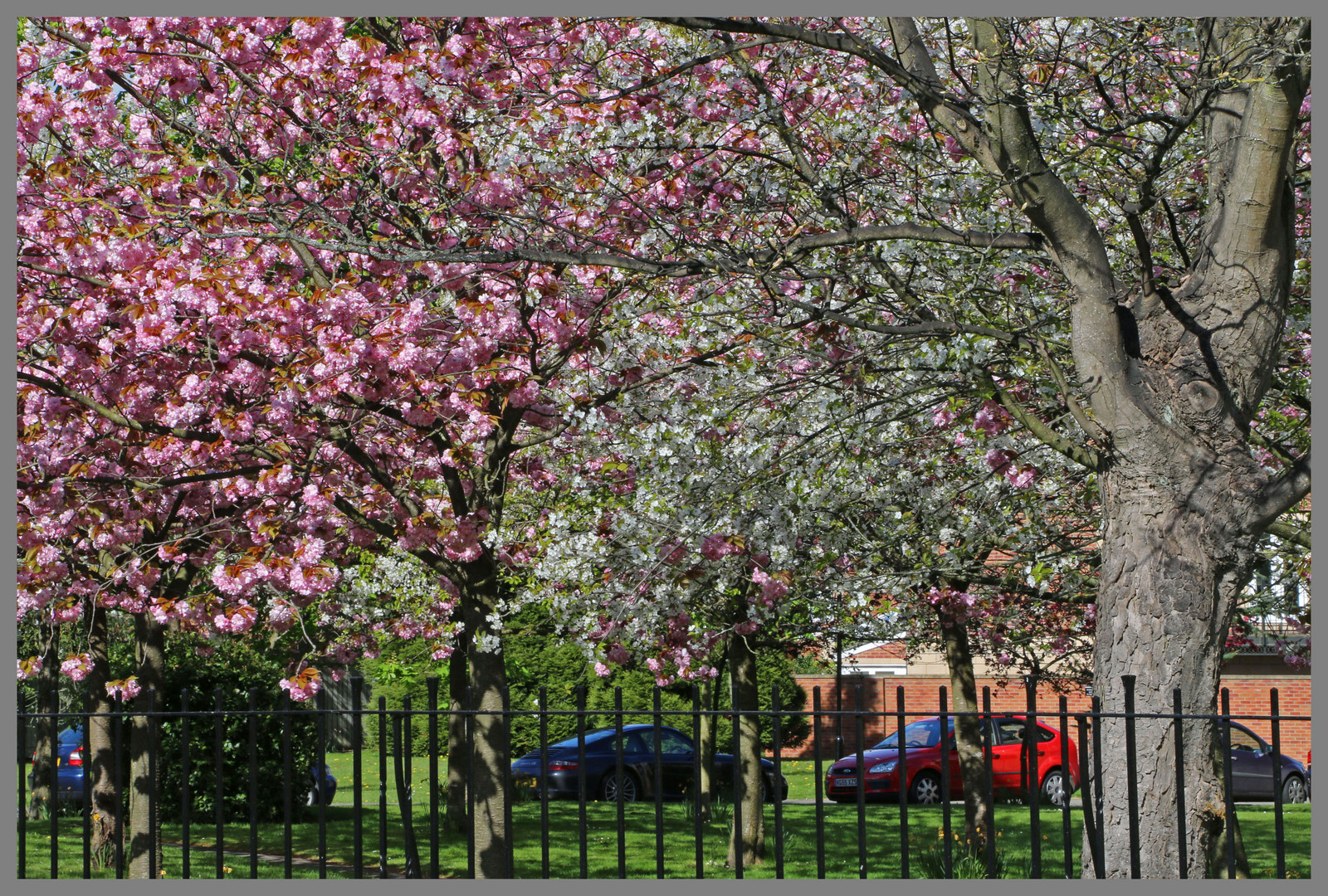 blossom in grove park Gosforth 2