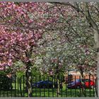 blossom in grove park Gosforth 2