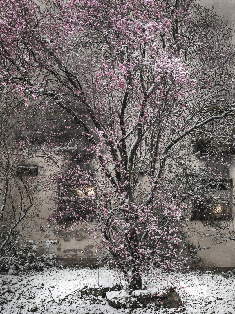 Blossom in Snow