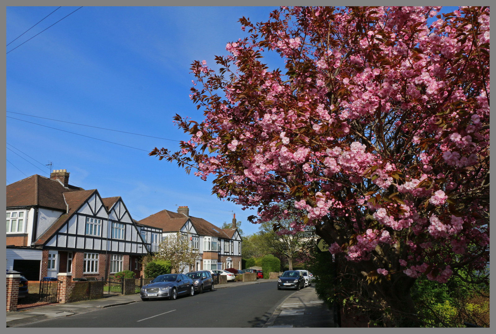 blossom in stoneyhurst road gosforth