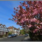 blossom in stoneyhurst road gosforth