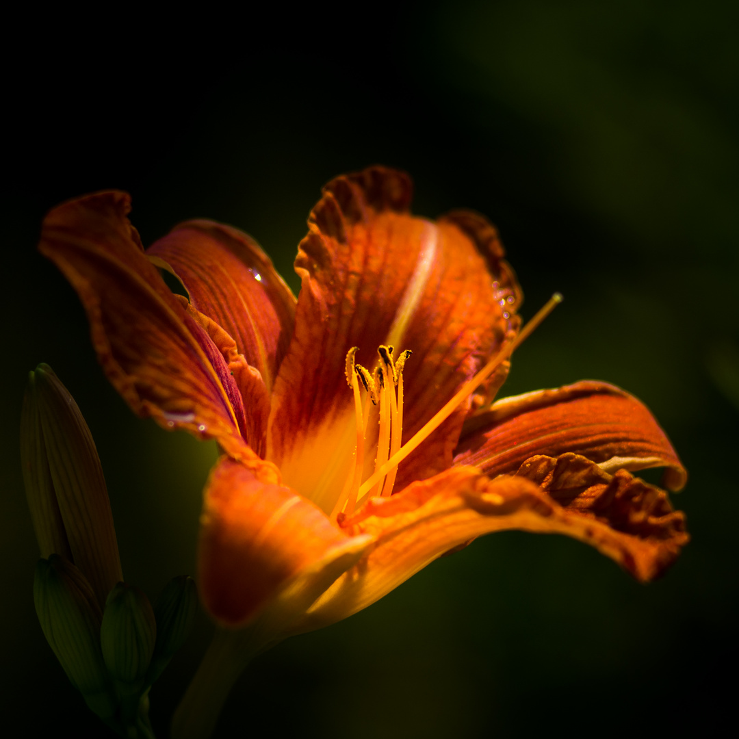 Blossom in the Light