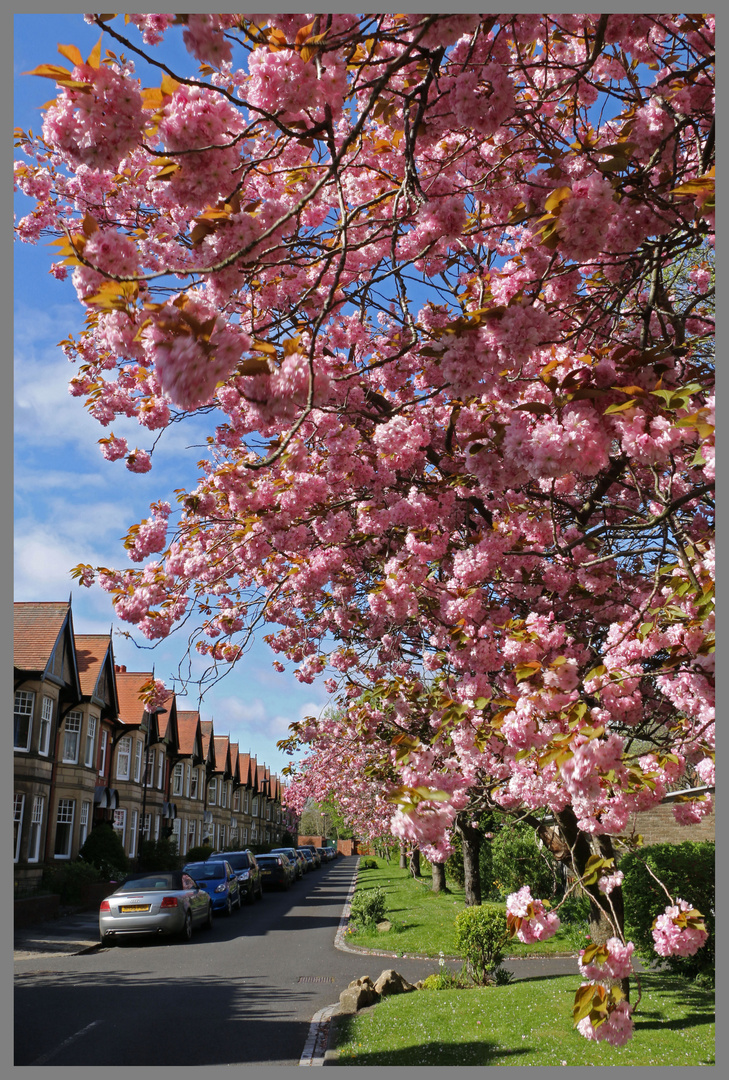 blossom in The Poplars Gosforth