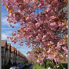 blossom in The Poplars Gosforth