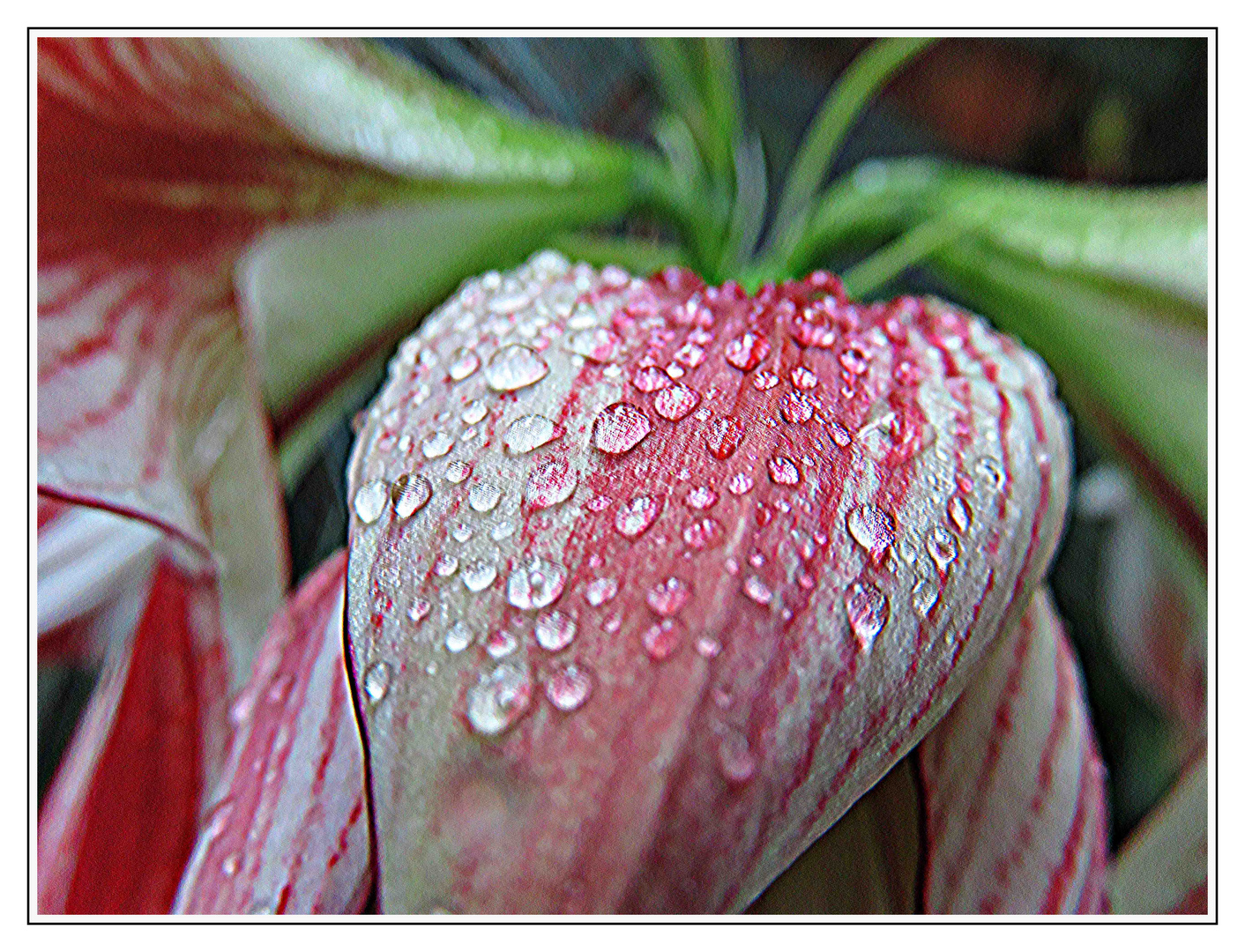 Blossom in  the rain