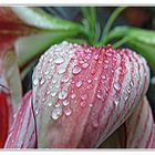 Blossom in  the rain