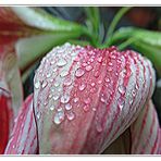 Blossom in  the rain