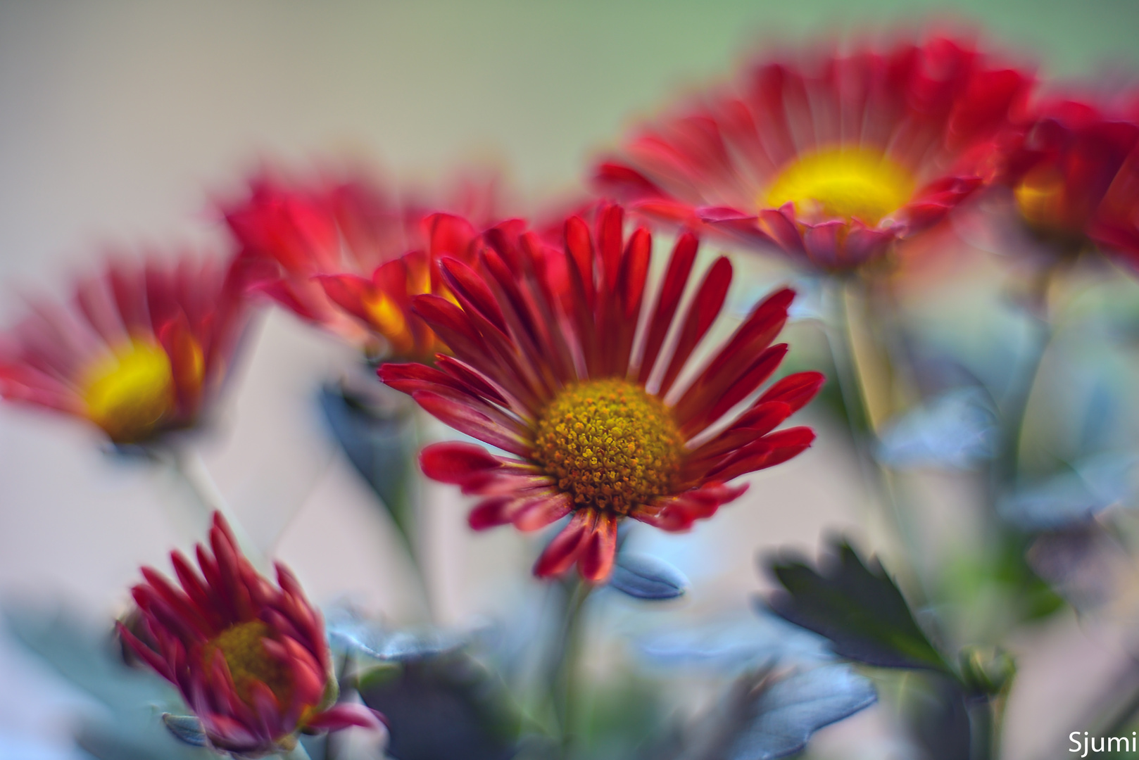 Blossom magic red and yellow