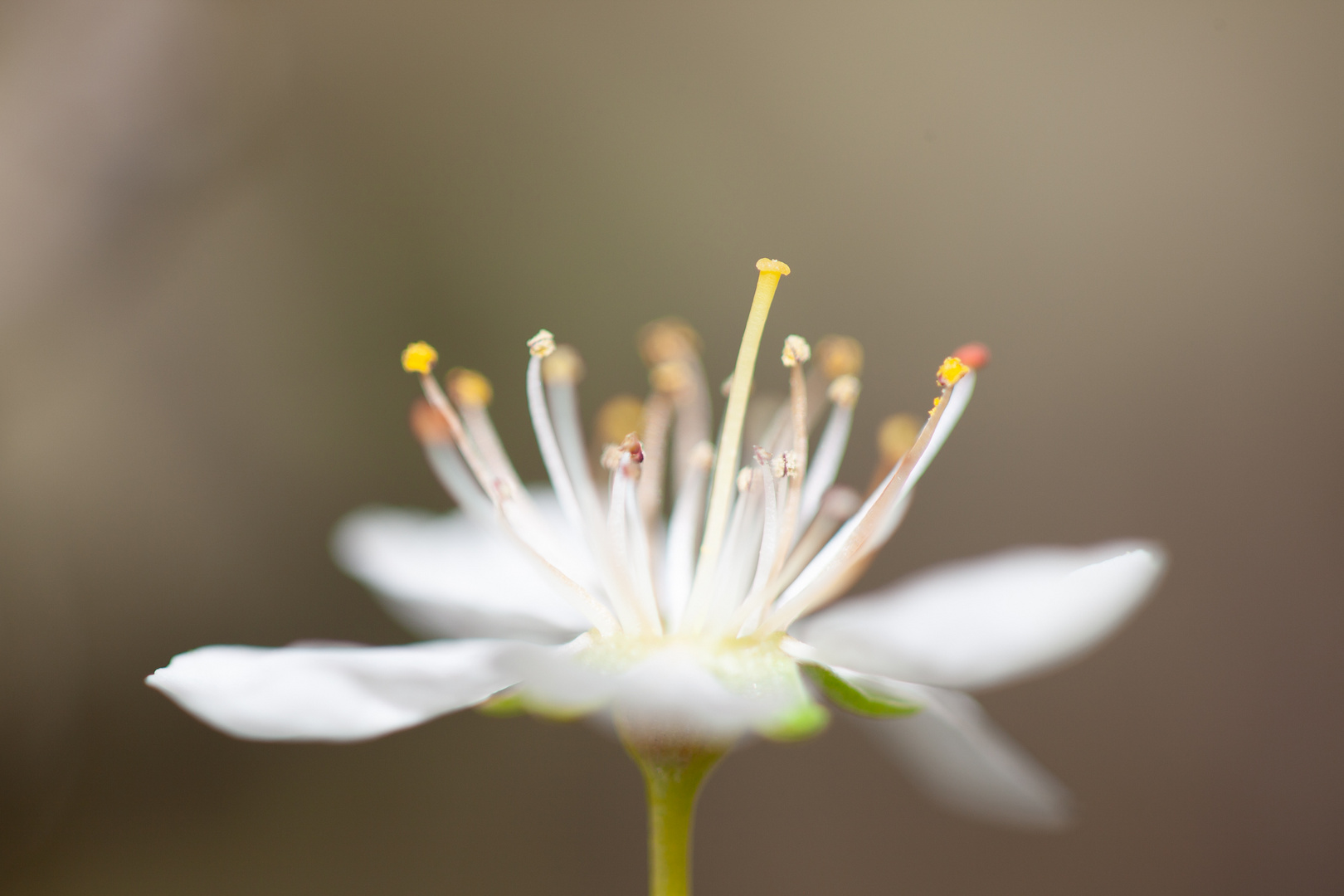 Blossom Makro