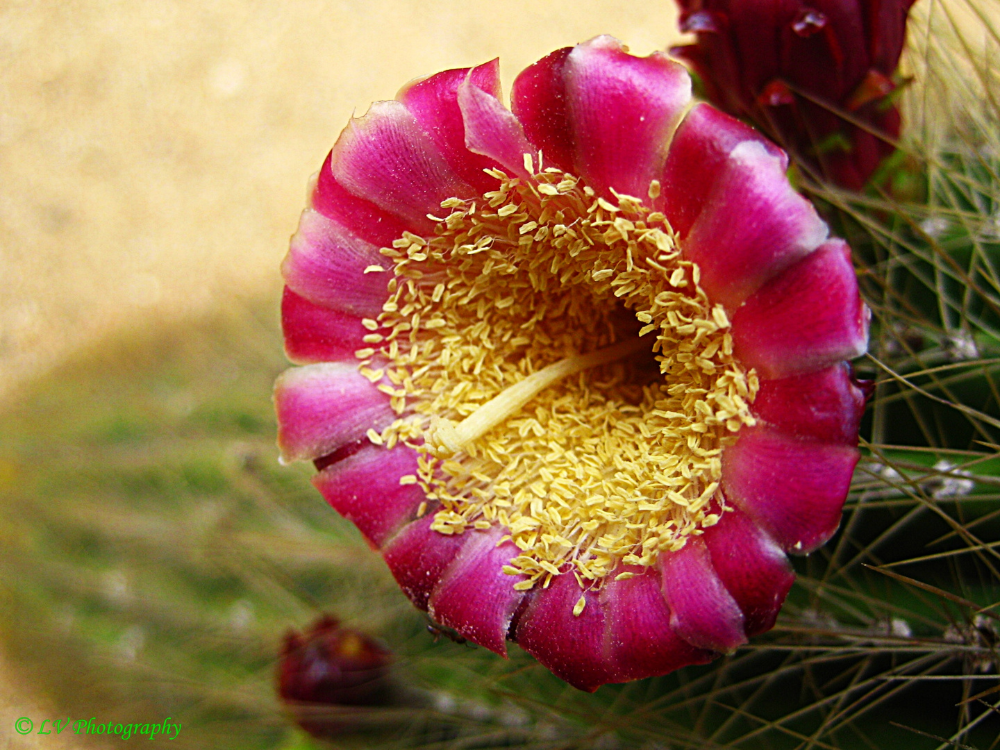 Blossom of a Cactus