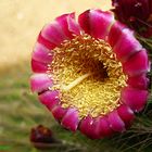 Blossom of a Cactus