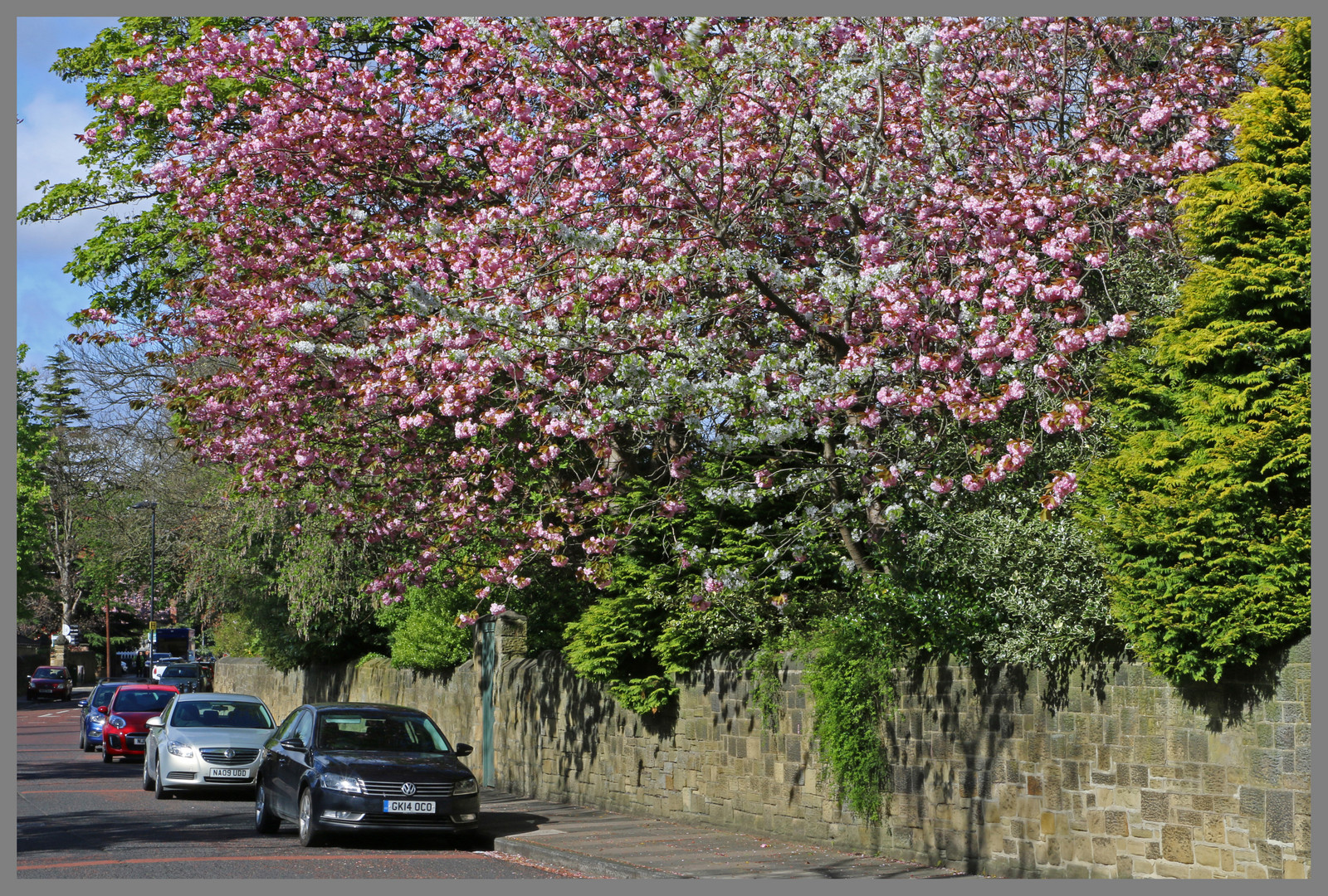 blossom on the grove Gosforth 5