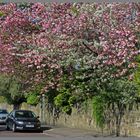 blossom on the grove Gosforth 5