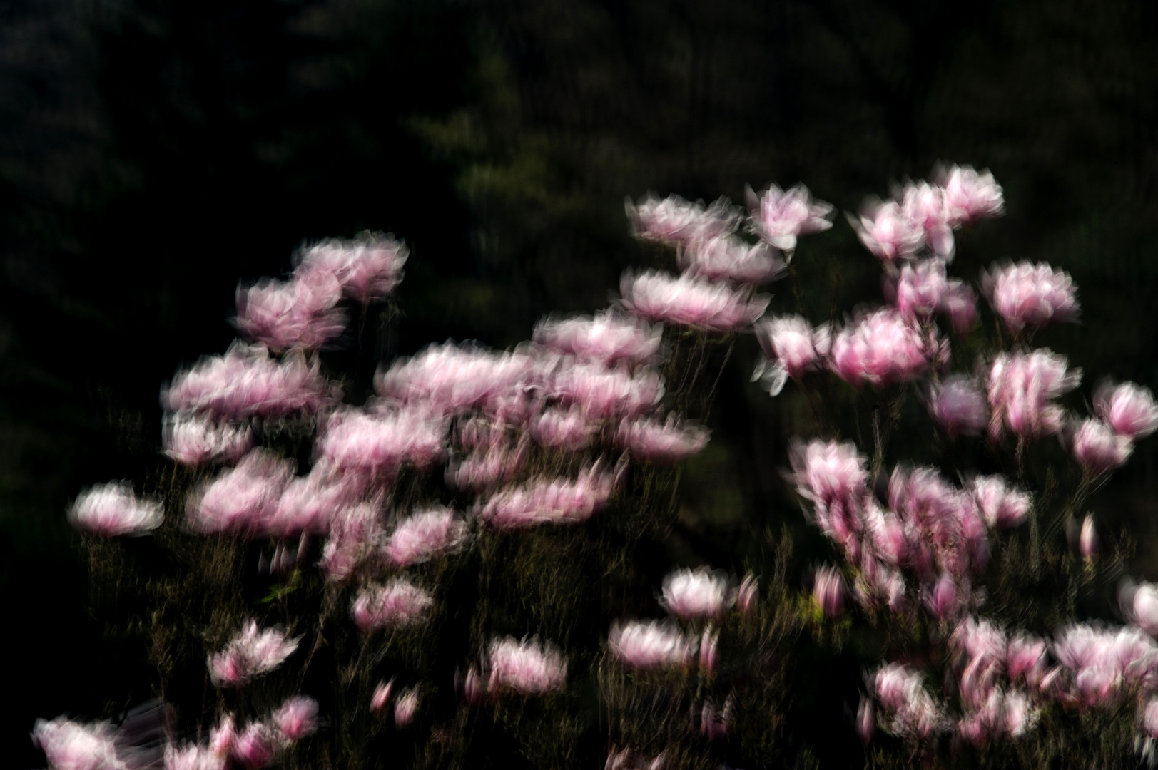 Blossom: Rosa Magnolien