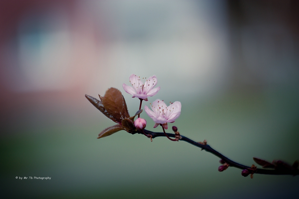 Blossom (Spring-Day)