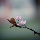 Blossom (Spring-Day)
