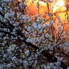 Blossom sunset