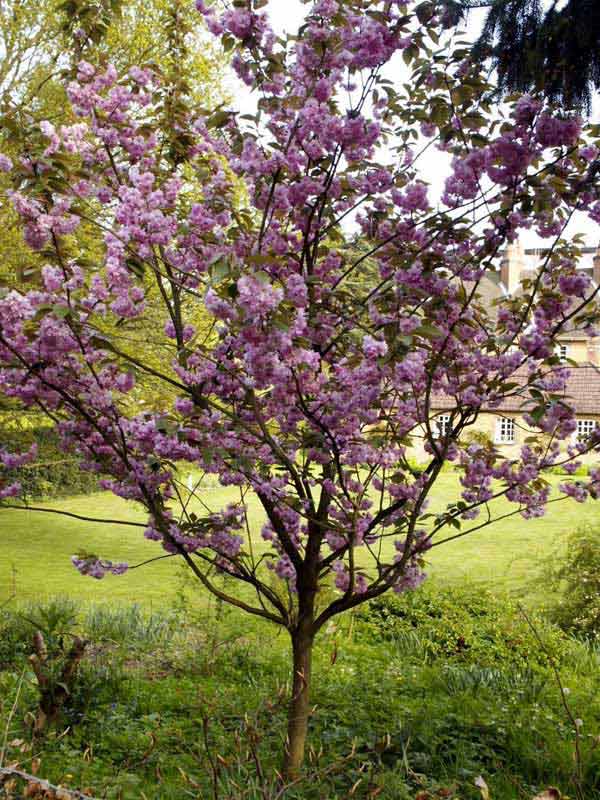 Blossom Tree in English garden