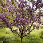 Blossom Tree in English garden