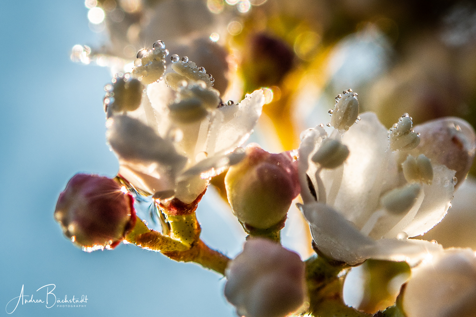 blossom, water and ice