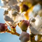 blossom, water and ice