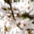Blossom: Weiße Magnolien