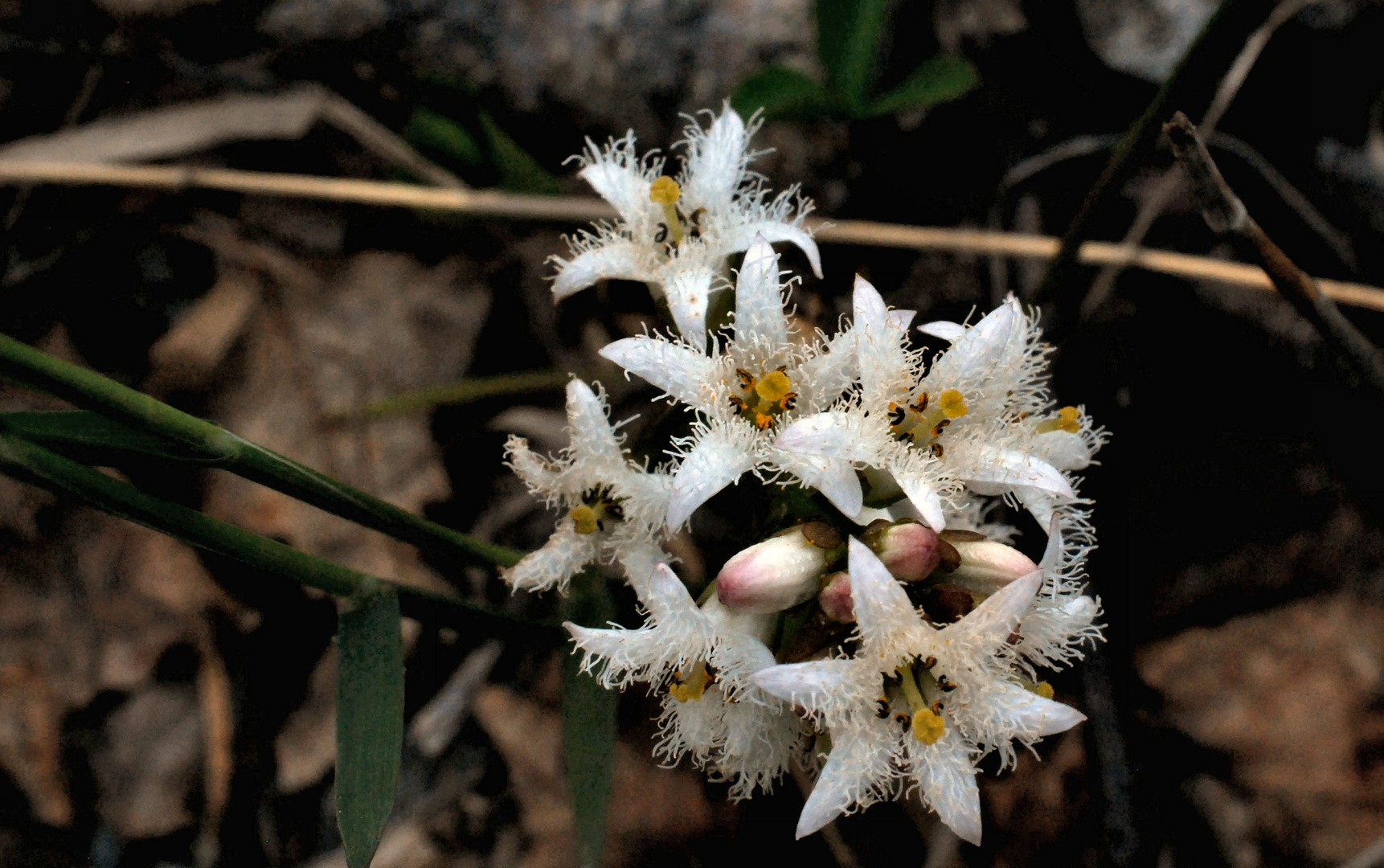 Blossoming Buckbean