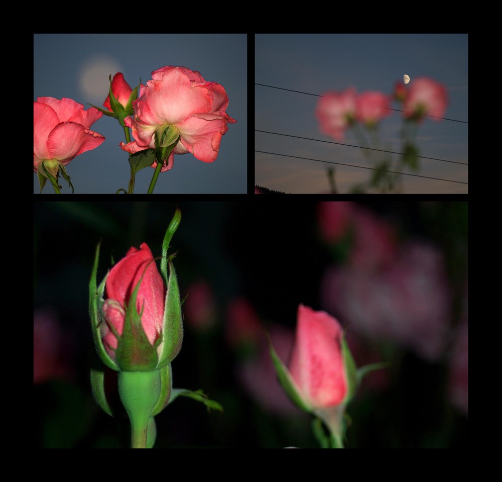 blossoming roses on a balmy summer night