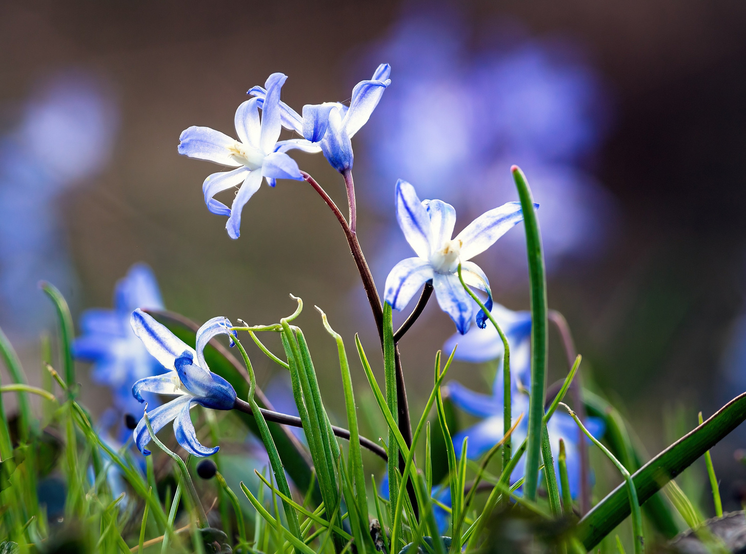 blossoms