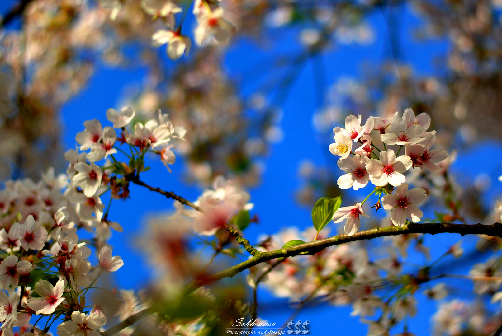 Blossoms