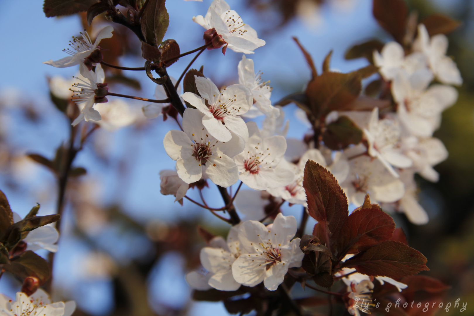 blossoms