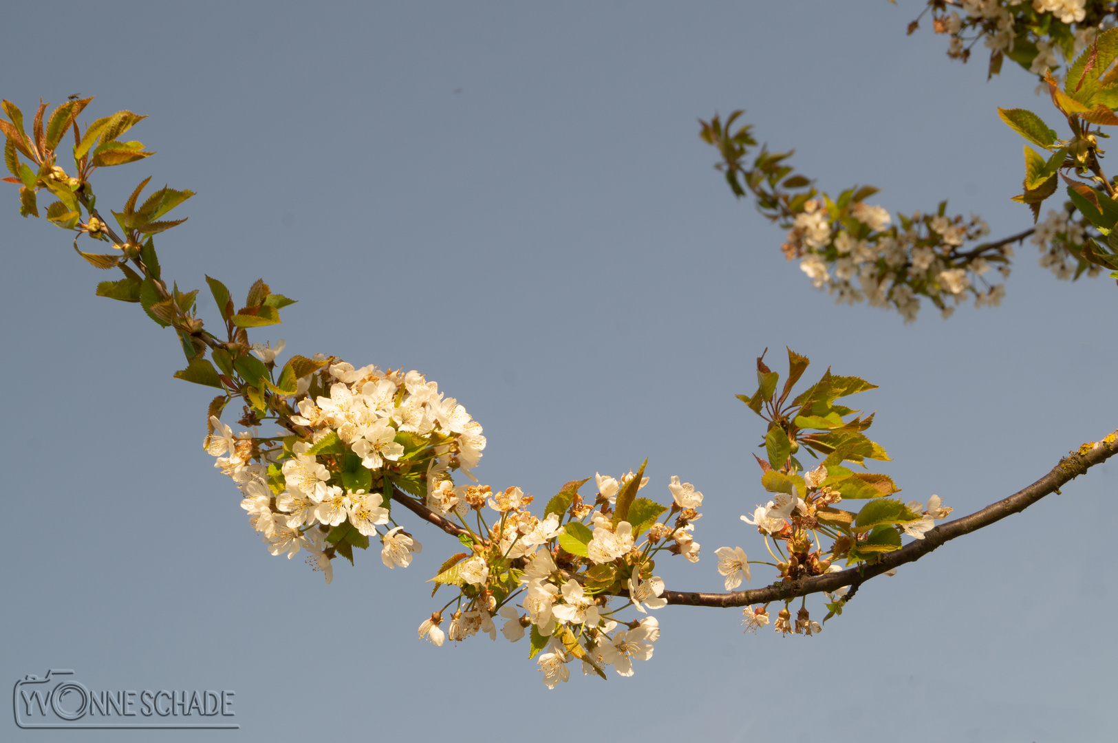 blossoms