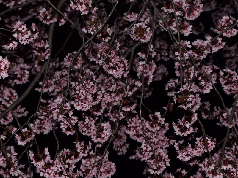 Blossoms at night