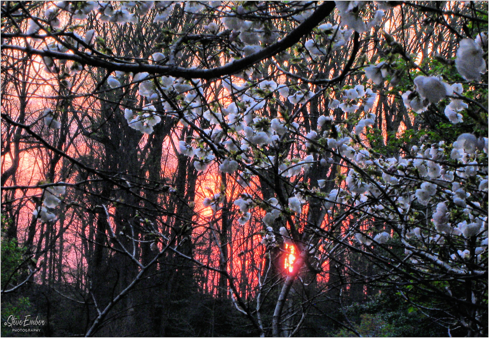 Blossoms at Sunset - A Meadowlark Springtime Impression