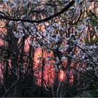 Blossoms at Sunset - A Meadowlark Springtime Impression