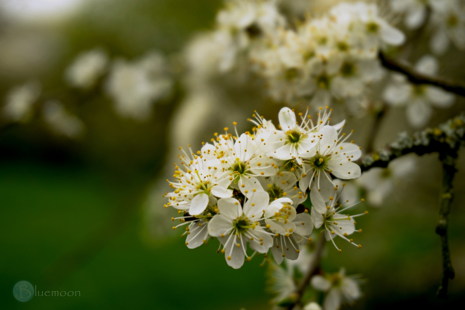 Blossoms