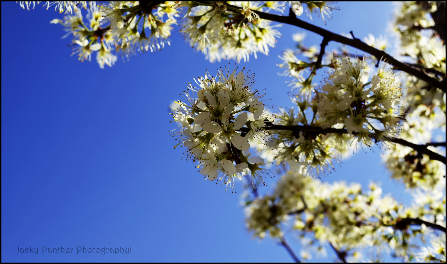 Blossoms