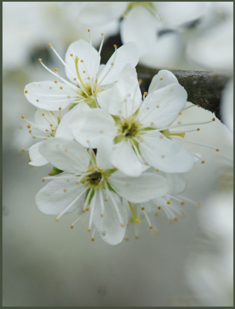 blossoms I von GarNichtGarstig