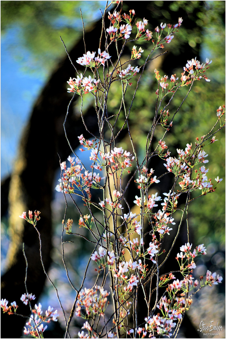 Blossoms in Early Spring - A Lake Anne Impression