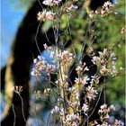 Blossoms in Early Spring - A Lake Anne Impression