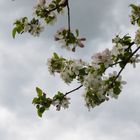 blossoms in the sky