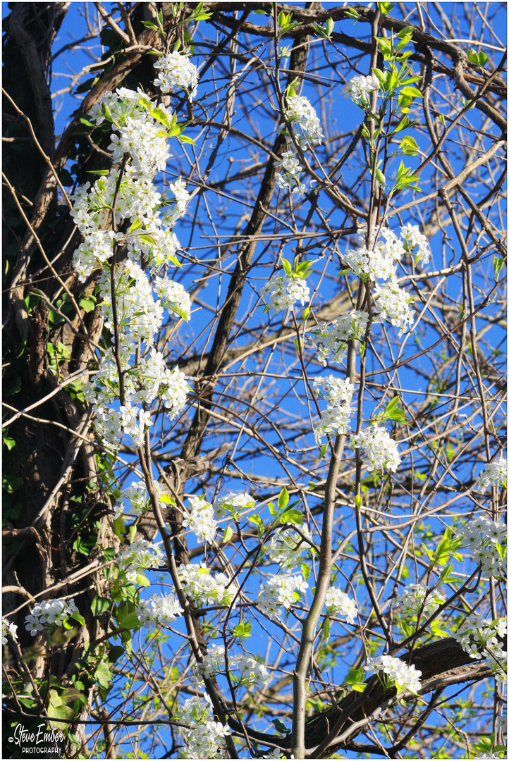 Blossoms of Early Spring - A Mount Vernon Trail Impression