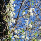 Blossoms of Early Spring - A Mount Vernon Trail Impression