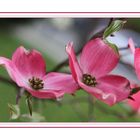 Blossoms of the Dogwood Tree