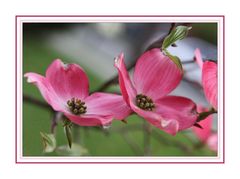 Blossoms of the Dogwood Tree