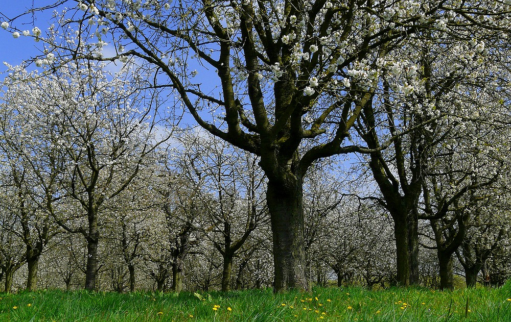 Blossoms time !