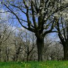 Blossoms time !