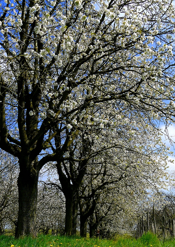 Blossoms time !