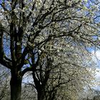 Blossoms time !