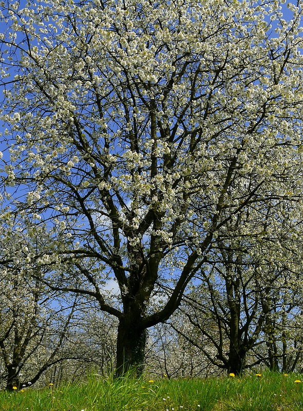 Blossoms time ! 